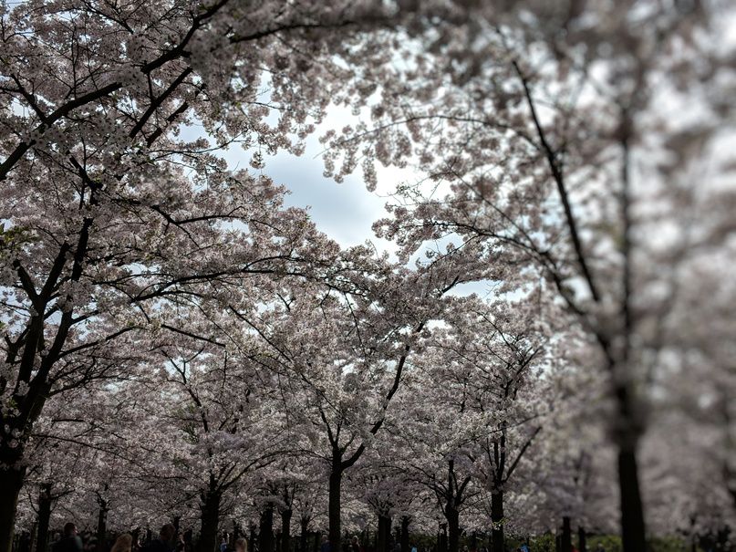 Cherry blossoms in Amsterdamse Bos