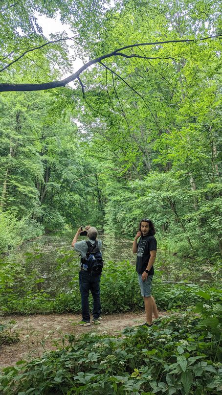 Walking through the forest